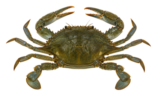 Green Crab