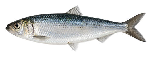 Herring