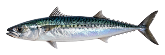 Mackerel