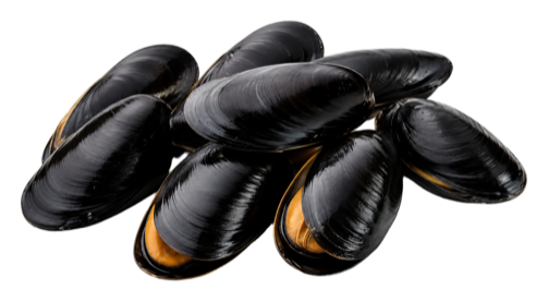 Mussel