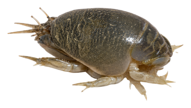 Sand Flea