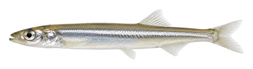 Spearing