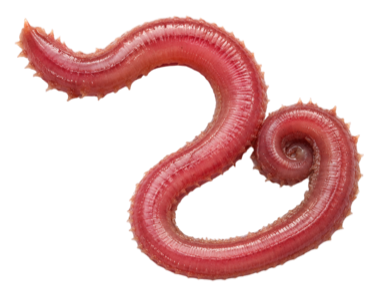 Bloodworm