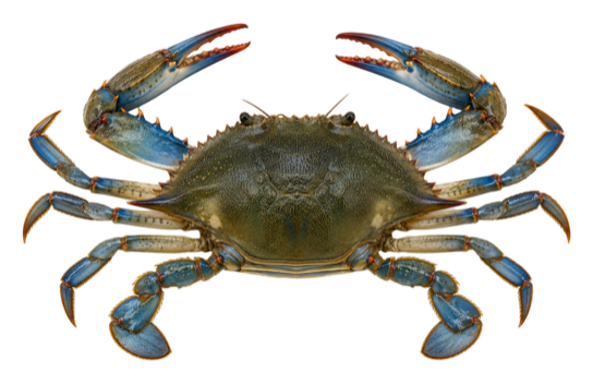 Blue Claw