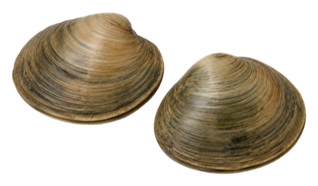 Clam