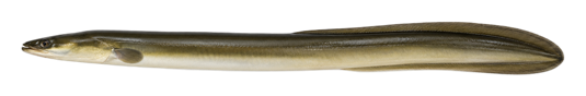Eel