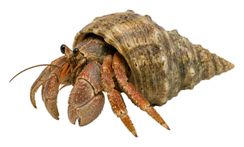 Hermit Crab