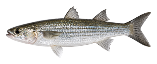 Mullet
