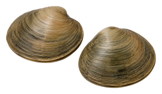 Quahog
