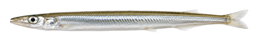 Sand Eel
