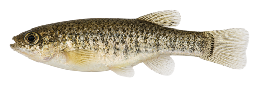 Sheepshead Minnow