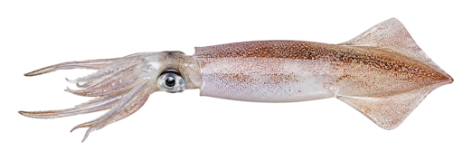 Squid
